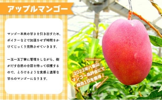 2026年 先行予約 アップルマンゴー 約1kg 2～3玉 セット 八重山マンゴー品評会総合1位を計3回獲得！高糖度保証！農園ファイミール 濃厚 果物 フルーツ 約1kg (2～3玉)