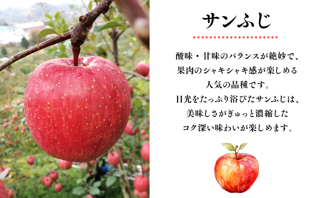 12月 100年の歴史 訳あり 家庭用サンふじ 約3kg【田中農園・青森県平川市産・青森りんご】