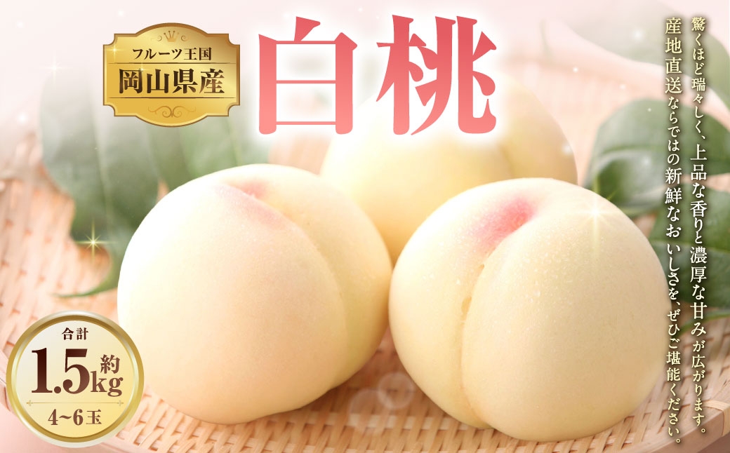 
                  岡山県産白桃 約1.5kg （ 4 ～ 6玉 ） もも モモ 桃 白桃 くだもの 果物 フルーツ 果実 果汁 果肉 国産 岡山県産 産地直送 香り 甘味 旬 【 2026年7月上旬～8月上旬迄発送予定 】
                