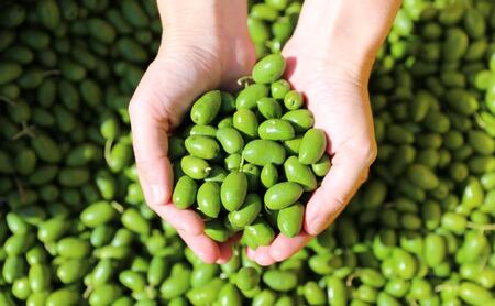 【井上誠耕園】～2024年初搾り～ 小豆島産手摘み緑果オリーブオイル (450g×2本)