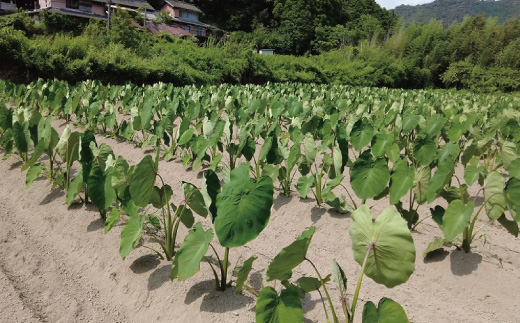 早期受付 期間限定 数量限定 しまんと流域　栽培期間中農薬・化学肥料不使用！さとやま文旦5kg（無選別） フルーツ 果物 文旦 柑橘 高知 四万十 しまんと 限定 予約 先行 【2026年2月下旬～3