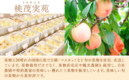 【先行予約】清水白桃 約900g   桃茂実苑《7月中旬-8月上旬頃出荷》【配送不可地域あり】