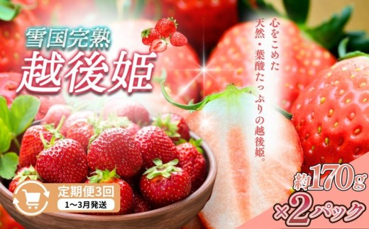 
                  先行予約  定期便 3回【1～3月発送】雪国完熟いちご越後姫 170g×2全3回 定期配送 越後姫 いちご 定期便 完熟 苺 新潟 苺の花ことば
                