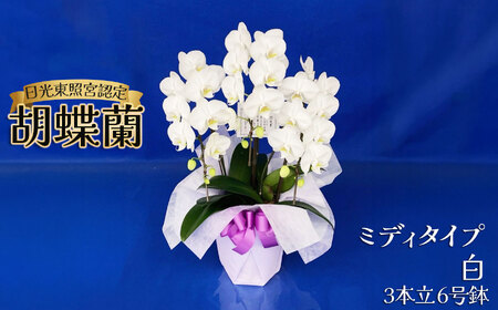 【ふるさと納税】胡蝶蘭ミディタイプ　白3本立 6号鉢 | 栃木県 下野市