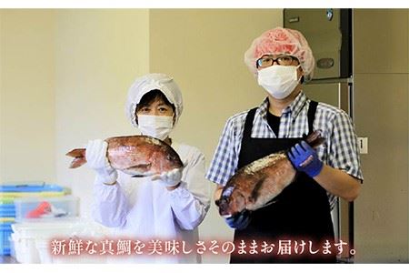 【6回定期便】【五島列島の新鮮真鯛】鯛茶漬け8食（あおさ塩だし） 五島市/NEWパンドラ[PAD010]  真鯛 タイ アオサ 出汁 だし 海鮮 刺身 冷凍 ギフト 魚
