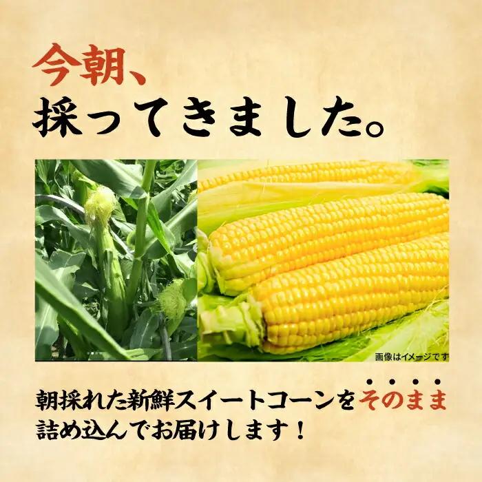 【先行予約】としちゃんのスイートコーン 約4kg 11-13本 [VBH001] スイートコーン