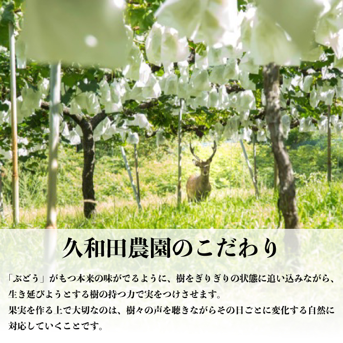 【2025年先行受付】数量限定 ぶどう ＜久和田農園＞ 朝採り クイーンセブン 2房 果物 フルーツ 先行予約 久和田農園 広島 三原 034005