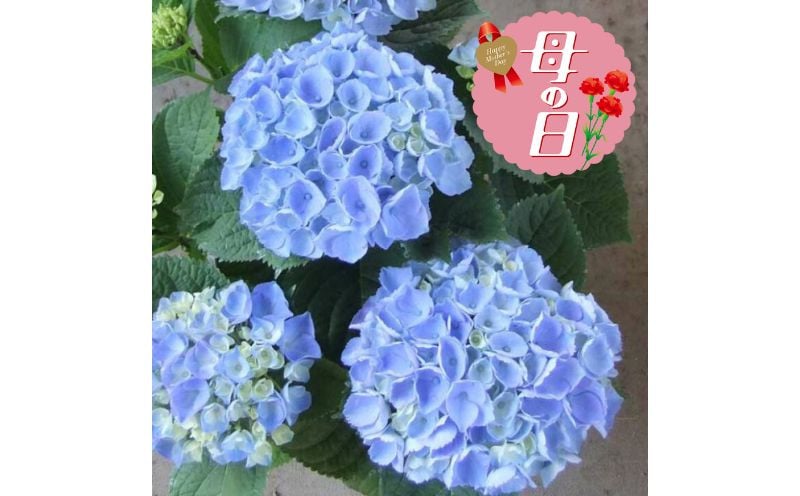 
            【 オンライン決済限定 】 母の日 アジサイ ブルー サファイア クィーン 5号 花 あじさい 紫陽花 贈り物 お祝い 植物 季節 生花 フラワー ギフト  2025年5月から順次発送 静岡県 藤枝市  [4805503]
          