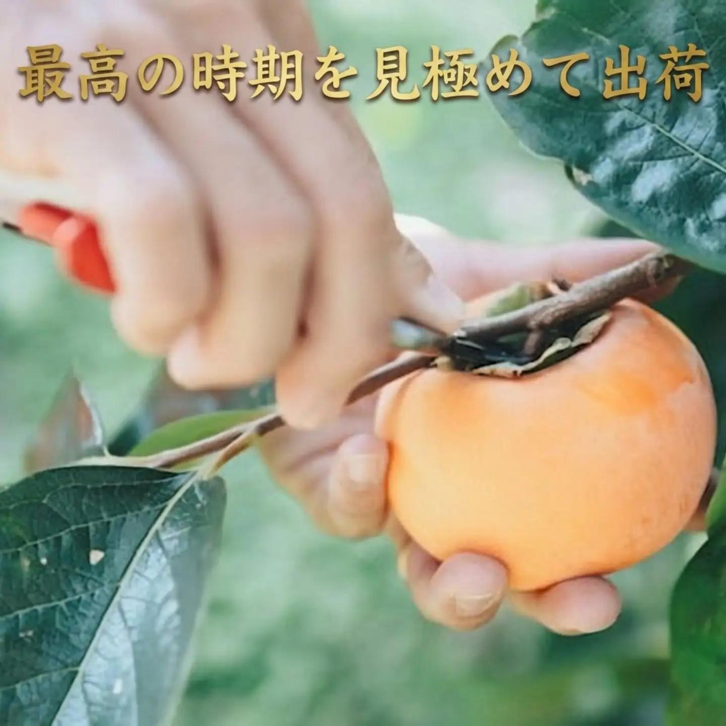 Y091 樹齢100年の古木から採れる花御所柿（2.5kg）