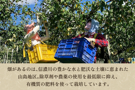 【2025年先行予約】新潟特産 幻の洋梨ル・レクチェ 【赤秀品】約4kg（9～12個）《11月下旬～お届け》