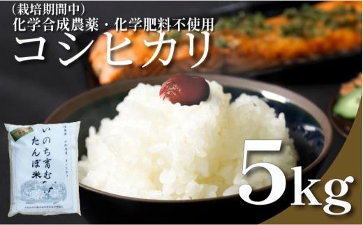【令和7年産】お米 5kg コシヒカリ 令和7年産 米 こめ ご飯 ごはん おにぎり 卵かけご飯 白米 化学合成農薬不使用 食品 備蓄 備蓄米 保存 防災 ギフト 贈答 プレゼント お取り寄せ グルメ 送料無料 徳島県