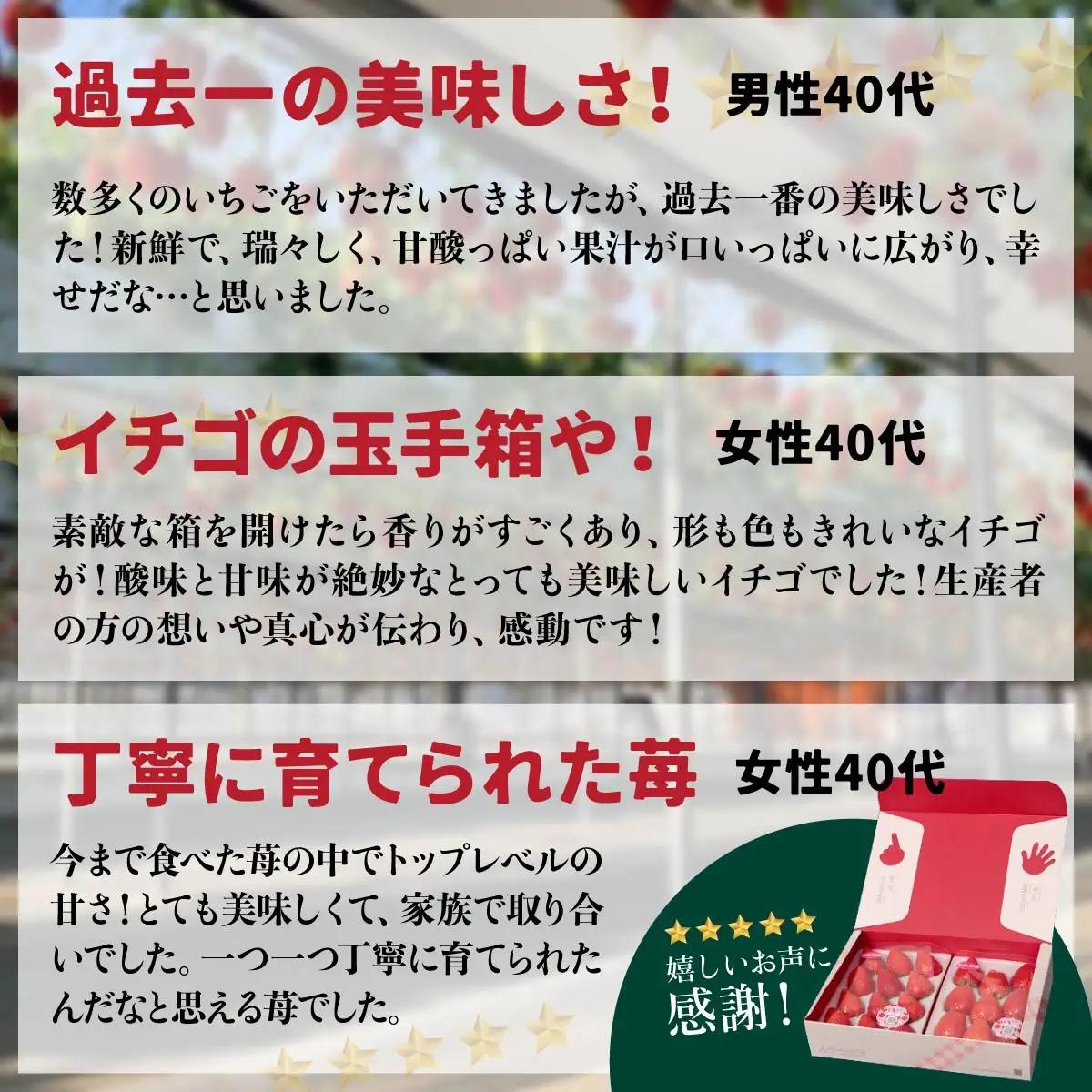 いちご 「やよいひめ」と「おすすめのいちご」 320ｇ×3トレー