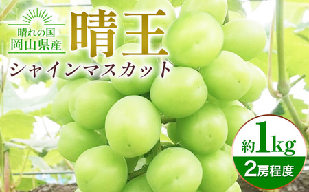 シャインマスカット晴王 約1kg 2房程度 橋田商店有限会社 先行予約《2025年9月中旬-11月中旬頃出荷》 岡山県 浅口市 岡山県産 ぶどう フルーツ 果物 くだもの マスカット 送料無料【配送不可地域あり】（北海道・沖縄・離島）