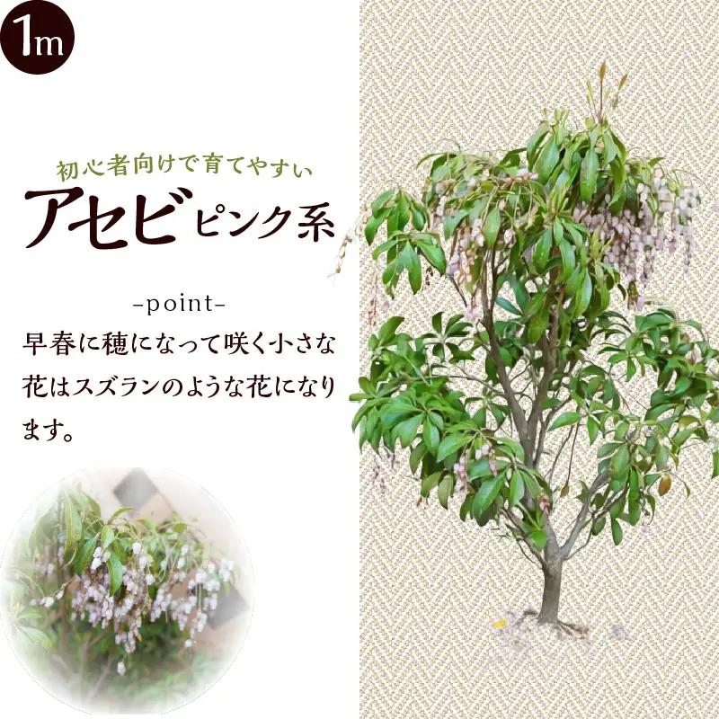 植木　アセビ　1ｍ