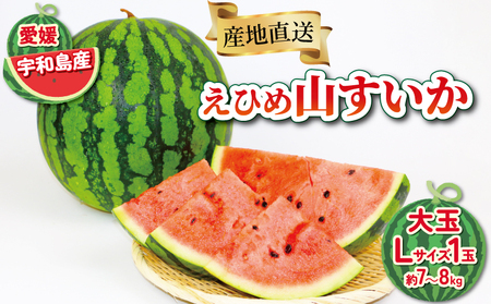 すいか 大玉 西瓜 7kg ～ 8kg 一玉 Lサイズ 7月発送 フレッシュつちやま スイカ スイカ スイカ スイカ スイカ スイカ スイカ スイカ F010-096015