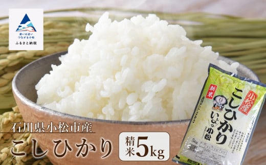 こしひかり精米5kg 令和7年産 精米 米 小松市産コシヒカリ 石川県 小松市