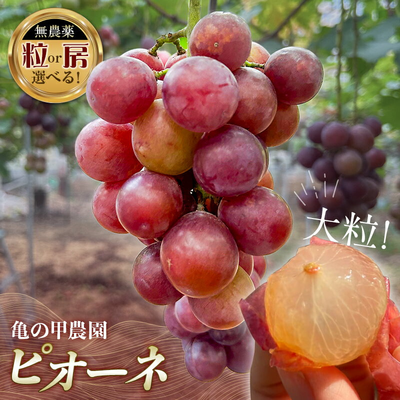 【ふるさと納税】容量が選べる 【農薬・化学肥料不使用】高級ぶどう 1房 2房 3房 9粒 無選別 冷凍 フルーツ ぶどう 葡萄 ブドウ ピオーネ 有機 無農薬 山口県 山陽小野田市 ふるさと納税 F6L-920var