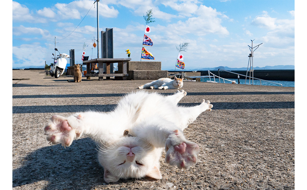 ねこの島！湯島！オリジナルポストカード【地域猫活動支援】