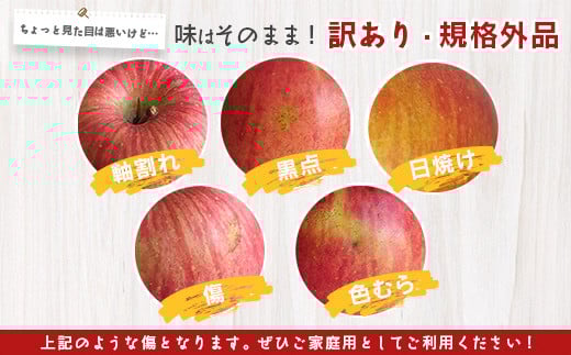 《 ご家庭用 》 サンふじ りんご 5kg 山形県産 (約10玉～20玉) 2024年産 令和6年産 【2024年11月下旬頃より順次発送予定】（フードロス対応・食品ロス・SDGs・生産者支援）　01