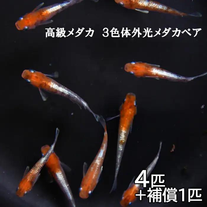 高級メダカ　3色体外光メダカ　2ペア