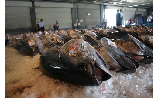 ＜土日祝着＞＜6月上旬～7月上旬発送予定！数量限定＞サクでお届け！近海天然黒マグロ(約400～500g)