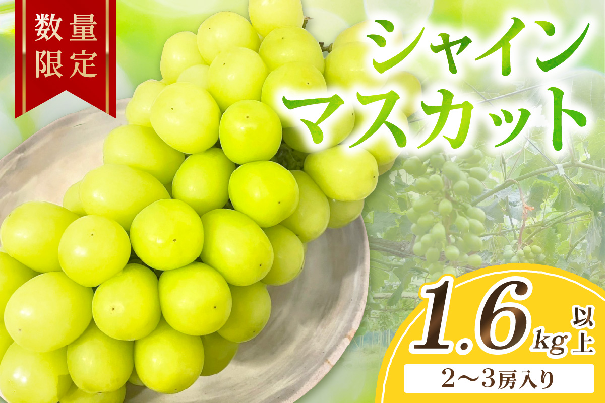 【先行予約／数量限定100】シャインマスカット 1.6kg以上（2～3房入り）（2026年9月上旬～発送）　FK00018