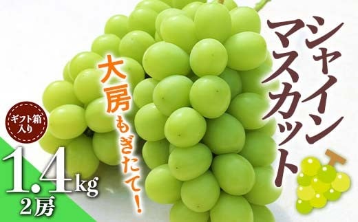 【先行受付 令和7年度発送】大房もぎたてシャインマスカット2房 約1.4kg ギフト箱入り  マスカット ぶどう ブドウ 葡萄 デザート フルーツ 果物 くだもの 果実 食品 山形県 FSY-0344