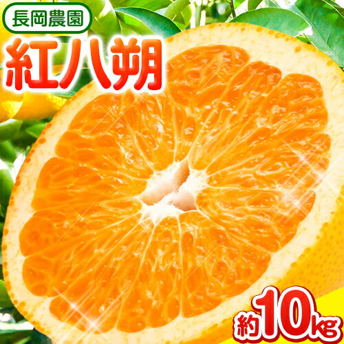 【ふるさと納税】紅八朔 約10kg 長岡農園《3月下旬-5月中旬頃出荷》 和歌山県 日高川町 紅八朔 八朔 はっさく べにはっさく 柑橘