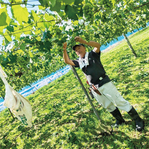 【先行予約】【2025年９月上旬～10月中旬発送】シャインマスカット約1.5kg（２～４房）【茨城県共通返礼品/石岡市】（MF-6）
