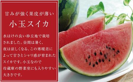 【2025年6月中旬発送】小玉スイカ 1kg（1玉）スイカ すいか 西瓜 小玉 先行予約 フルーツ 果物  石川 金沢 加賀百万石 加賀 百万石 北陸 北陸復興 北陸支援