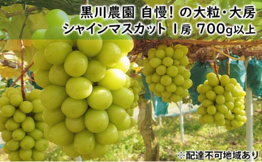 [№5615-0258]ぶどう 2025年 先行予約 黒川農園 自慢 ! の大粒 大房 シャイン マスカット 1房 700g以上 ブドウ 葡萄  岡山県産 国産 フルーツ 果物 ギフト