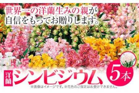 洋蘭 シンビジウム 5本 
