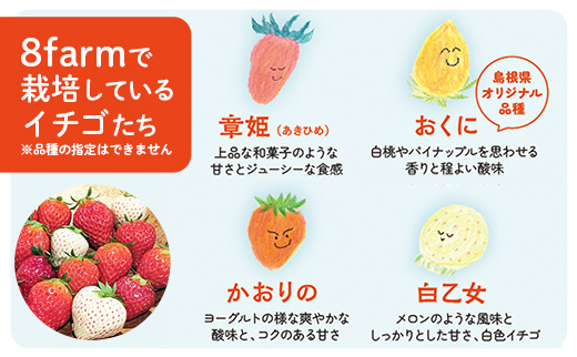 【先行予約】イチゴ「三品種詰合せ」２パック（白イチゴ入）【 約290g×2パック 白乙女 おまかせ 3品種 食べ比べ いちご 苺 ストロベリー 冷蔵 安来市産】【11-FA-15】 イチゴ「三品種詰合