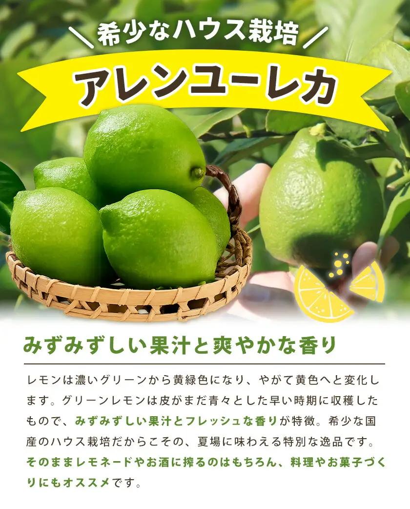 訳あり グリーンレモン 山本農園 3kg