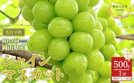 ぶどう 2026年  シャインマスカット 厳選 秀品 約500g 1房 農林大臣賞受賞  家庭用 ギフト 贈答用 贈り物 岡山 果物 フルーツ  採りたて発送 農家直送 数量限定 新鮮
