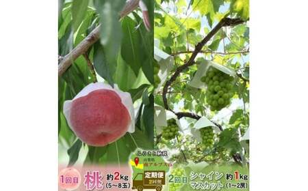 ＜2026年発送分先行予約＞厳選！2回定期便 桃2kg シャインマスカット1kg 山梨県南アルプス市産 ALPBV011