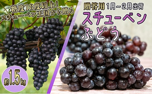 
                  [№5554-0144]1～2月 津軽ぶどう村 特秀 スチューベン ぶどう 約 1.5kg 糖度18度以上【 青森ぶどう 青森県鶴田町産 1月 2月 果物 フルーツ 高糖度 ギフト 贈答用 ポリフェノール 】 
                