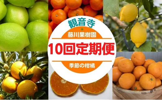
                  【10回 頒布会】フジカワ果樹園オリジナル（季節の柑橘セット） 果物みかん レモン 果実 定期便 フルーツ 
                