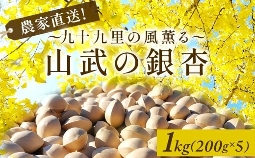 【2025年10月中旬より順次発送】農家直送! 九十九里の風薫る山武の銀杏／ 銀杏 ぎんなん 農家直送 九十九里 千葉県 千葉県山武市 SMBU006