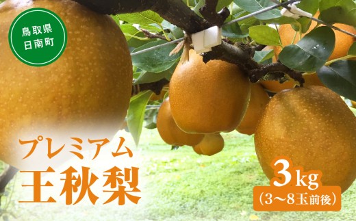 プレミアム王秋梨 3kg(3～8玉前後) 梨 なし 果物 フルーツ 日南町 高間商店