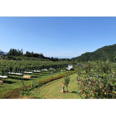 ふるさと納税 高山村 高山村産　赤ワイン　レーヴドヴァン『Reve de Vin　メルロー2023』750ml |  | 02