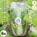 【ふるさと納税】 白菜 はくさい ミニ白菜 2024年12月以降順次発送 6個 セット ハクサイ 野菜 葉物野菜 葉物 旬 国産 生食 甘い ヘルシー 漬物 鍋 鍋料理 煮込み料理 徳島 ミルフィ〜菜