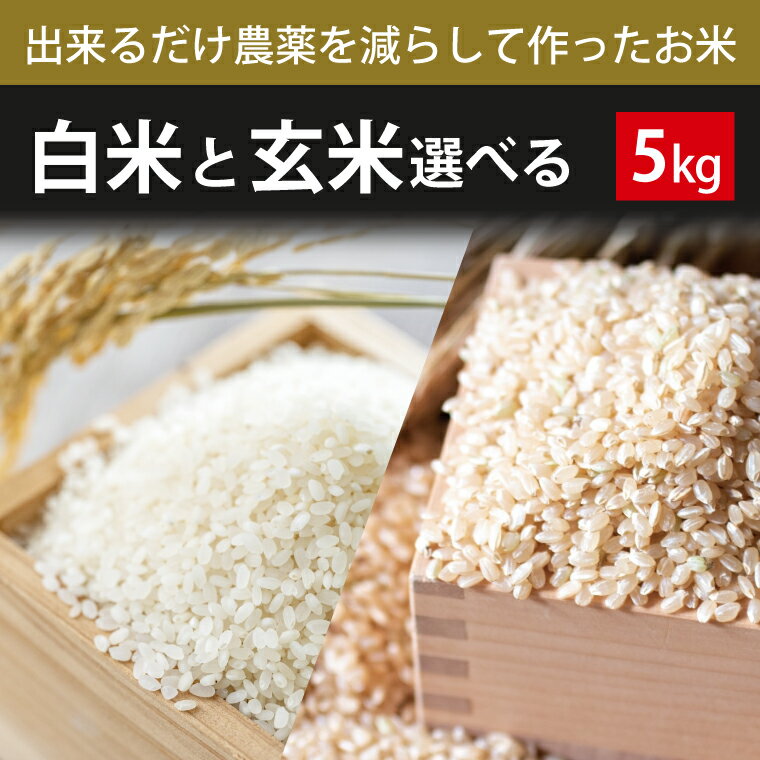 【ふるさと納税】【2026年9月下旬より順次発送】【できるだけ農薬を減らして作ったお米】令和8年産こしひかり 5kg(白米または玄米)｜米 お米 こめ こしひかり コシヒカリ 令和8年産 R8年産 新米 白米 玄米 選べる 減農薬 茨城県 行方市(BI-72)