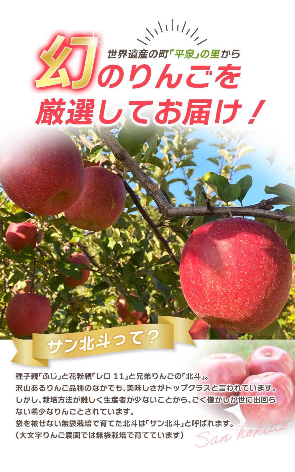 【令和6年度分予約受付】大文字りんご園 サン北斗 約5kg (18～20玉) 【2024年10月中旬頃より順次発送】/ 樹上完熟 りんご リンゴ 林檎 果物 くだもの フルーツ 甘い 旬 産地直送 予