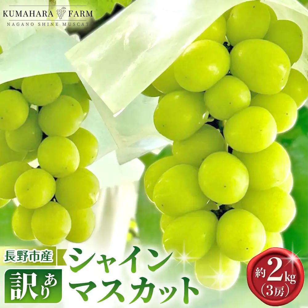 熊原果樹園　【訳あり】長野市シャインマスカット　約2kg（3房） | シャインマスカット ぶどう 葡萄 フルーツ 果物 大粒 秀品 長野市産  松代 人気 おすすめ デザート 送料無料 長野県 長野市 信州 信濃 ふるさと納税