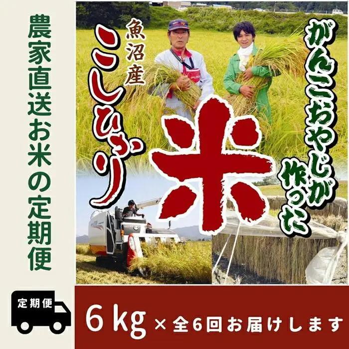 【令和７年】6か月定期便　がんこおやじが作った南魚沼産コシヒカリ白米６kg（３kg×２袋） | 白米