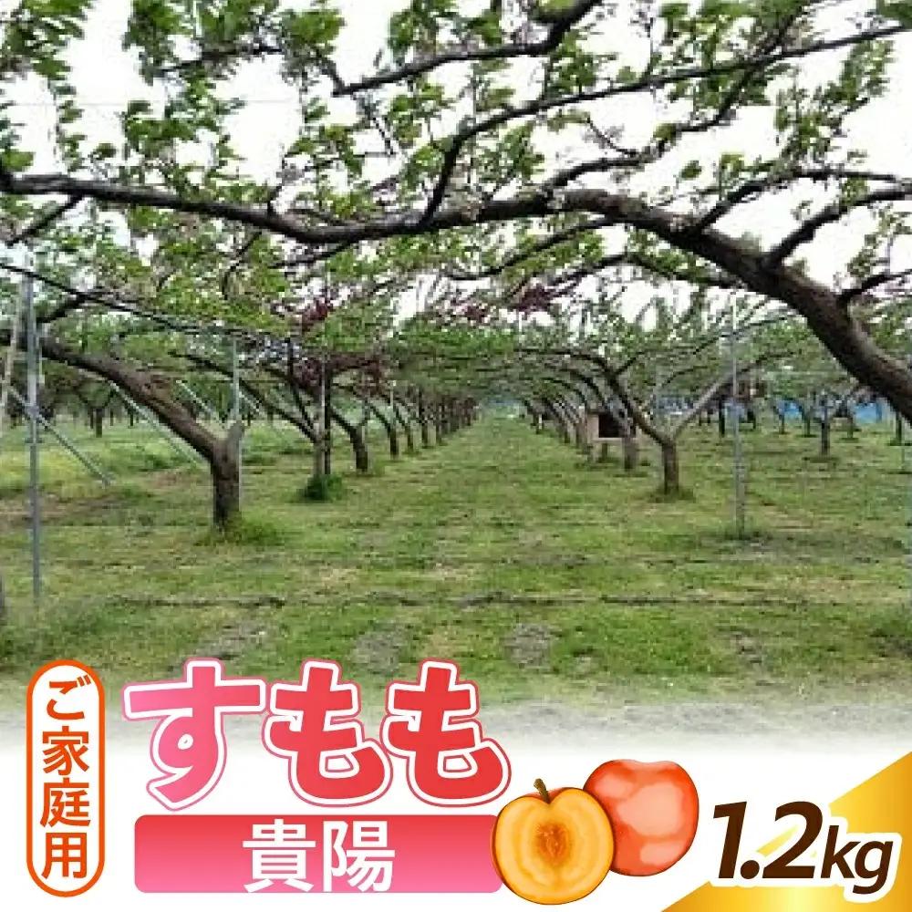 すもも（貴陽）１.２ｋｇ　ご家庭用　0012-2604