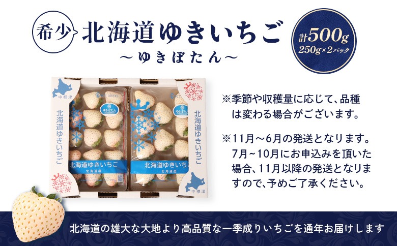 【11月以降、随時発送！】【北海道産】ゆきいちご（白いちご） 2Pセット 250g×2 計500g 苺 イチゴ 白いちご 一季成りイチゴ ゆきぼたん パールホワイト 希少 高級 ギフト お取り寄せ ふるさと納税 北海道 中標津【59001】