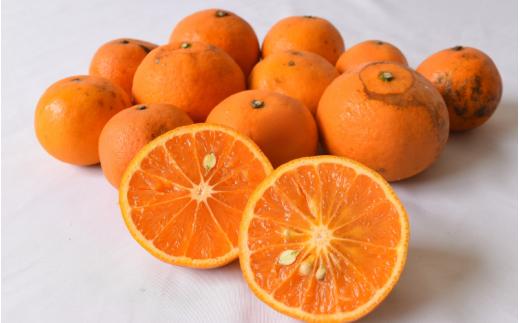 【来シーズン 先行予約】≪家庭用≫カラマンダリン 約10kg ※2026年3月下旬～順次発送 農家直送 / くだもの  果実  柑橘 果物 フルーツ 国産 和歌山県 由良町 からまんだりん カラ 人気 おすすめ 和歌山 甘い おれんじ ご家庭用 訳あり 規格外【nktn030】