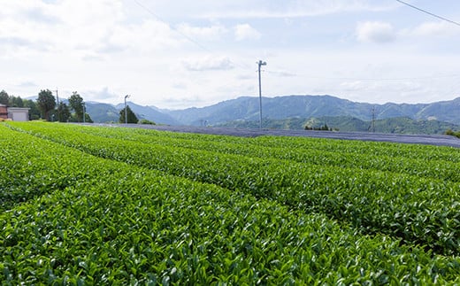 堀江銘茶園 深蒸し茶80g×5袋セット